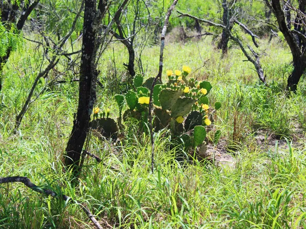 0 N County Road 1026, Kingsville, TX 78363