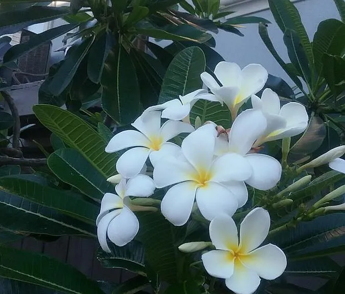 PLUMERIAS