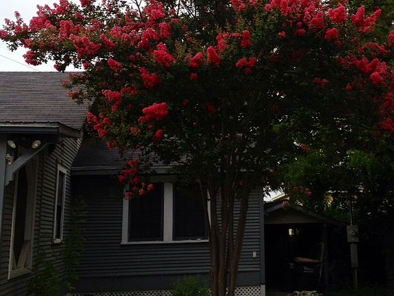 Beautiful Crepe Myrtle