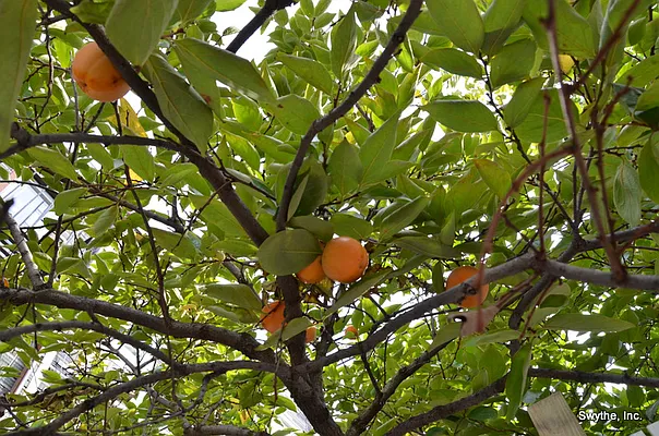 Rented by Swythe, Inc. | media 17