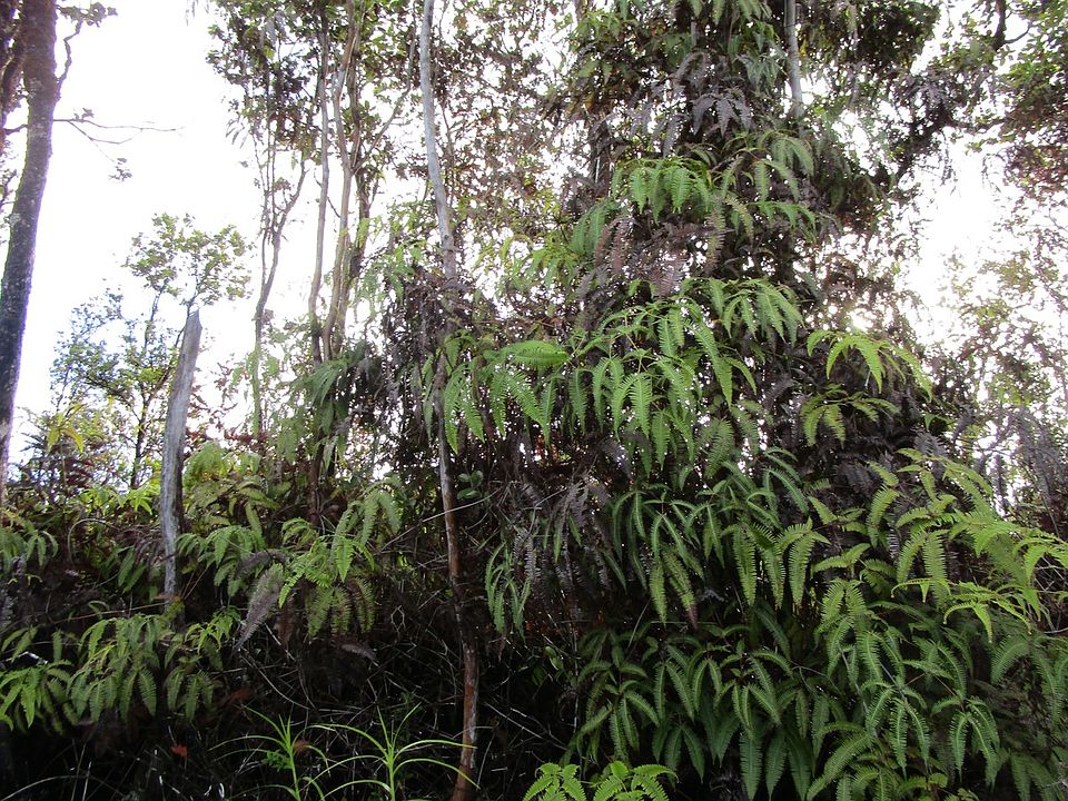 2nd image of Pikake St Lot 7730