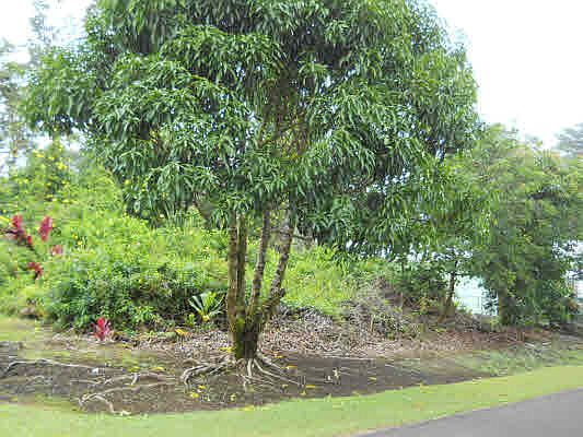 1st image of Alamihi St Lot 210