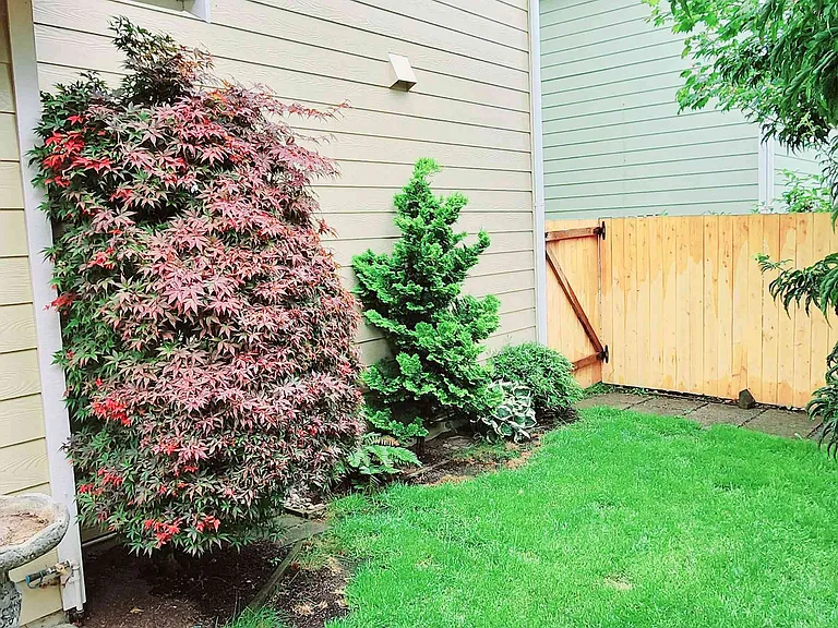 Backyard_8