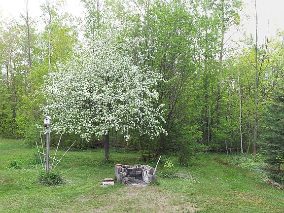 Back yard in the Spring.
