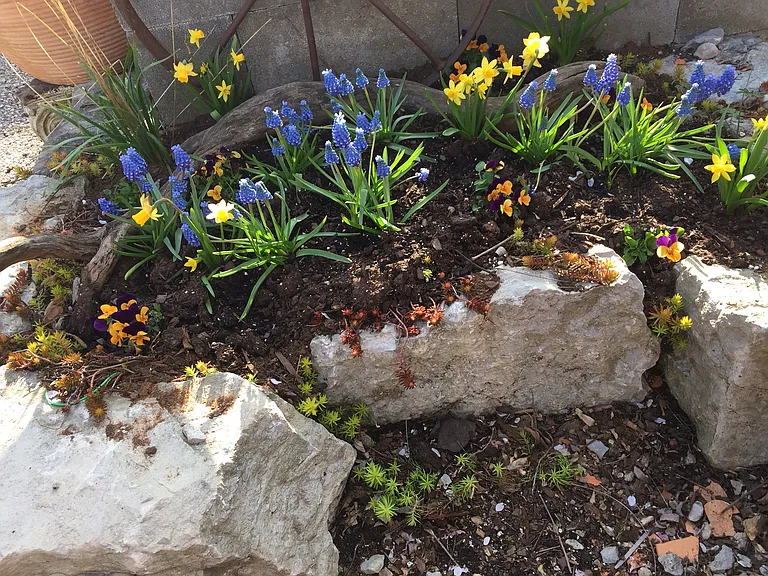 Spring