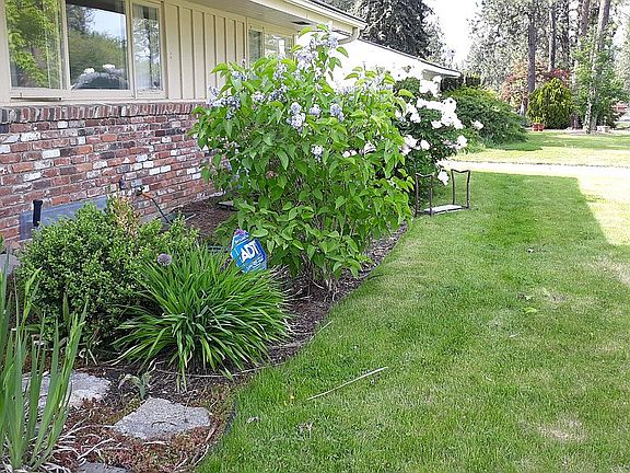 Lilacs front and back