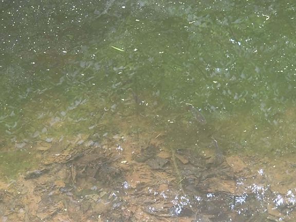 5th image of 455 Jettsville Rd