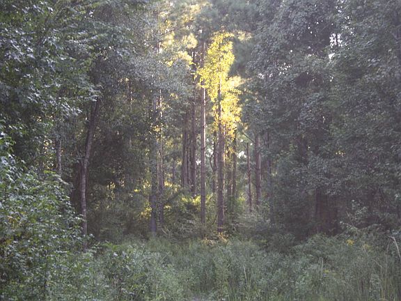 2nd image of Highway 506 E Lot Wp001