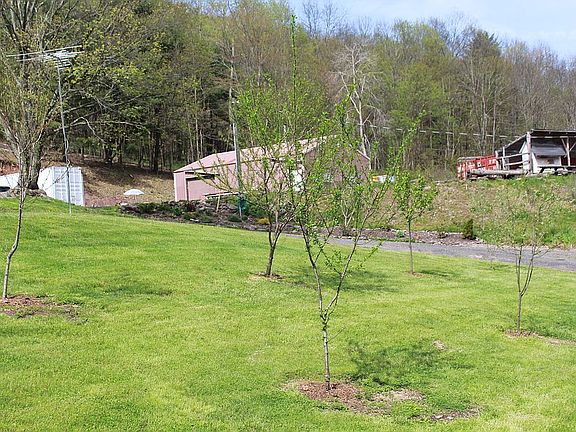 Fruit trees- view from road
