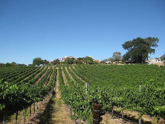 4 acres of Cabernet Franc
