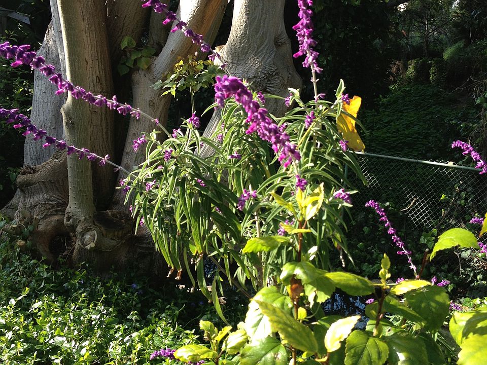 Coral Tree 