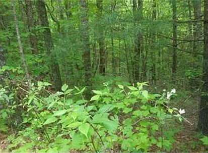 2nd image of 12 Dickey Creek Est
