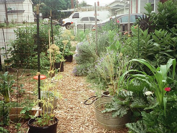 Garden in the beginning of the summer