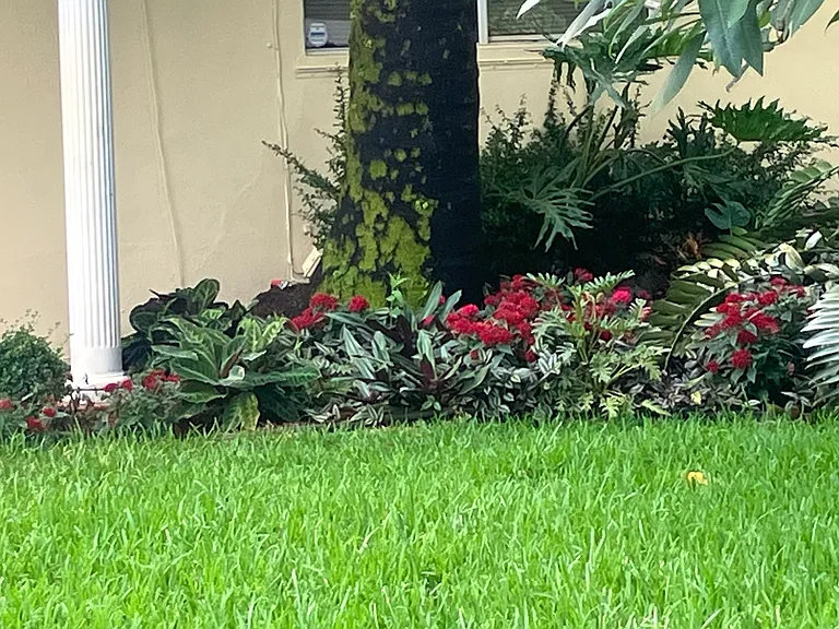 New lawn and landscaping
