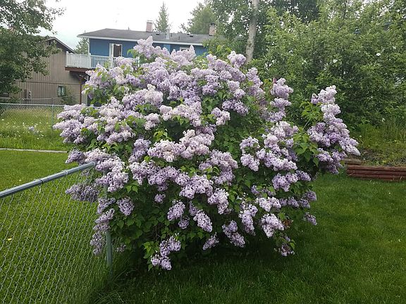1 of 2 lilac bushes.