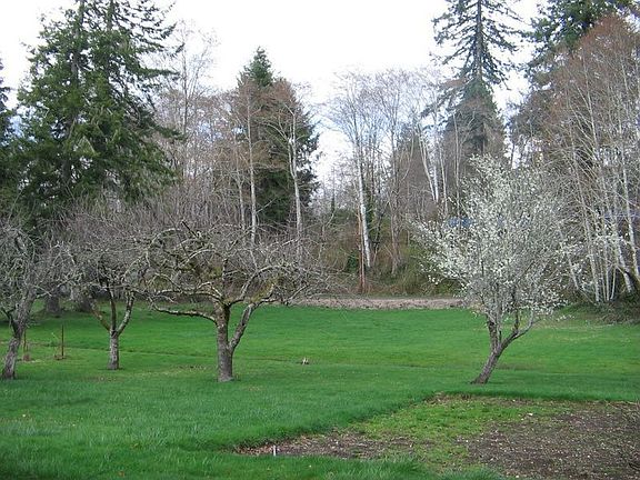 backyard view.