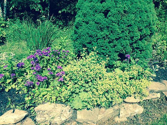 Raised perennial bed