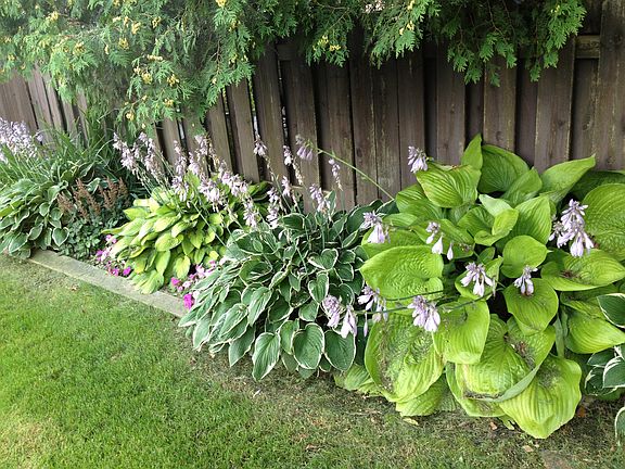 Garden behind deck