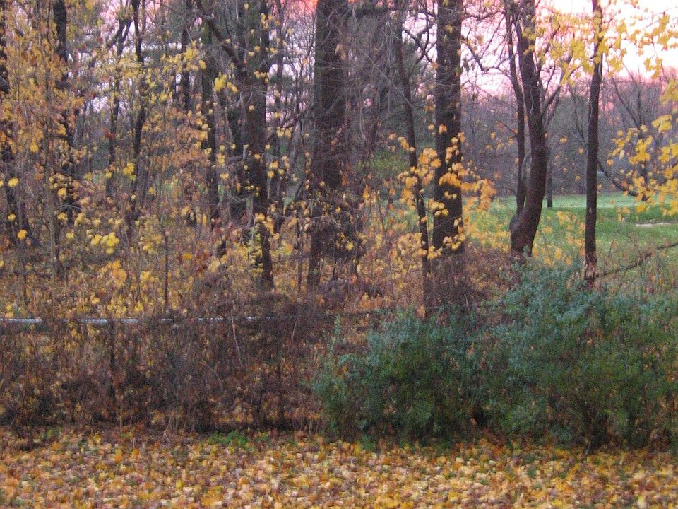 Backyard in fall