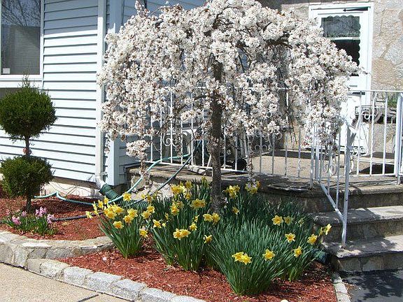 Front Patio with Weeping Cherry Tree