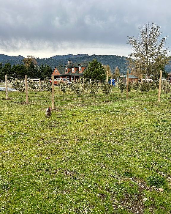 Apple Orchard 65 trees
