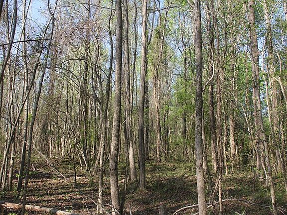 5th image of 305 Ponderosa Rd