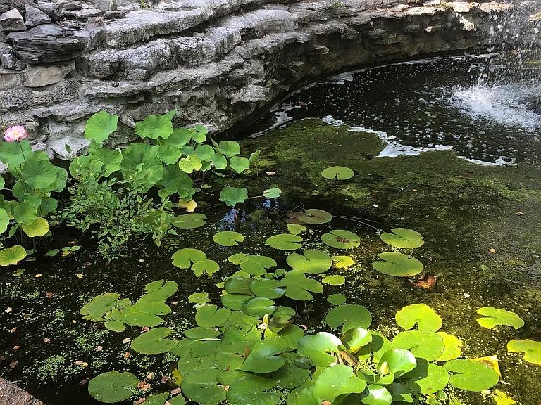Koi pond