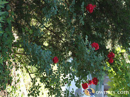 Rose bushes and other flowers in landscaped yard