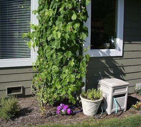 Grape vine with trellace