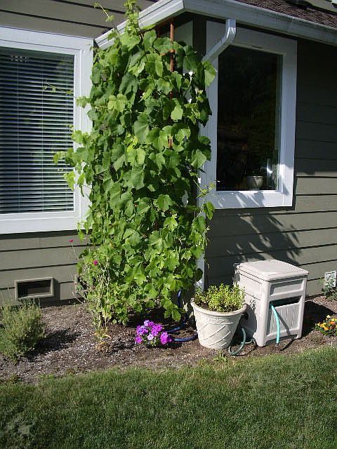 Grape vine with trellace