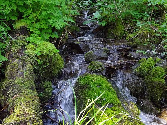 Year-round Spring-fed Creek