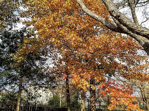 Fall in backyard