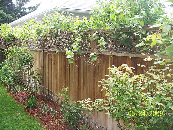 Grape vine on back fence