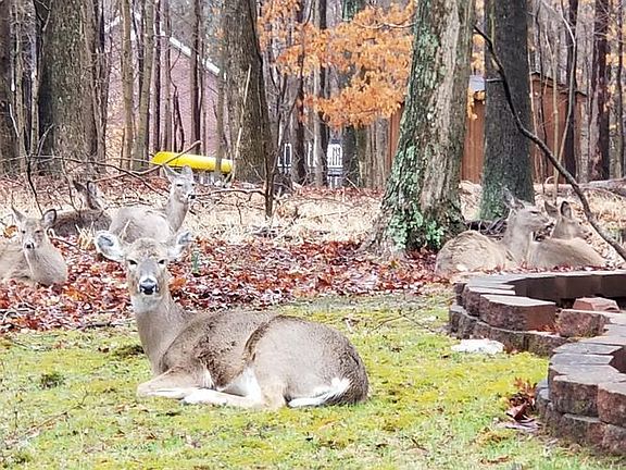 deer in the yard
