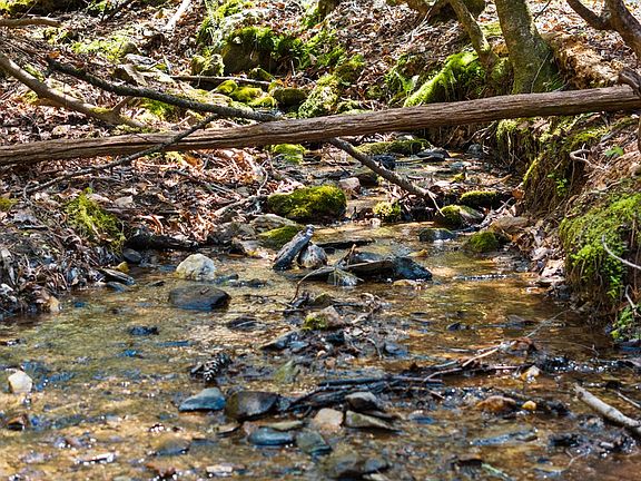 2nd image of 487 Walkabout Creek Rd