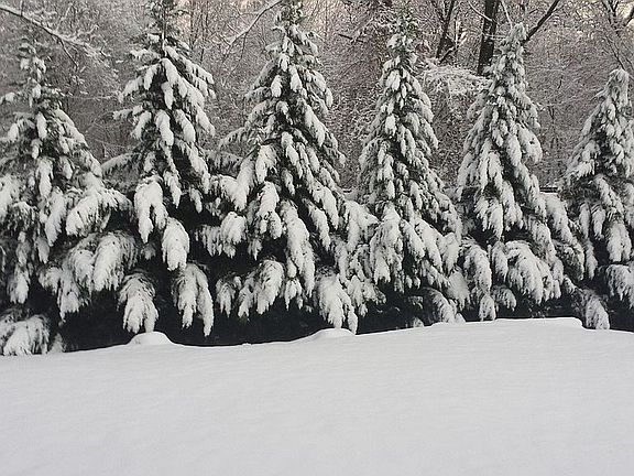 Backyard lealand cypress tre