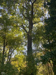 0 W 700th Rd S, Trafalgar, IN, 46181