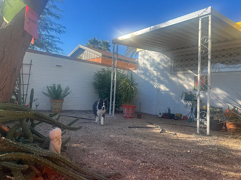 Covered area in the backyard.