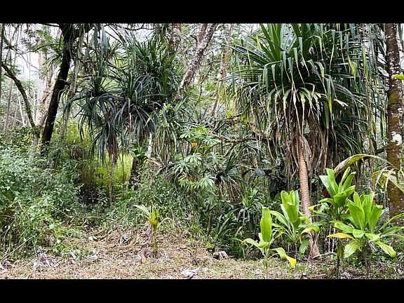 2nd image of Pahoa Cir Lot 14