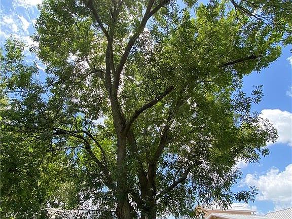 3rd image of 1307 E Mimosa Ave