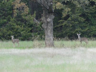 School House Rd, Forestburg, TX, 76239
