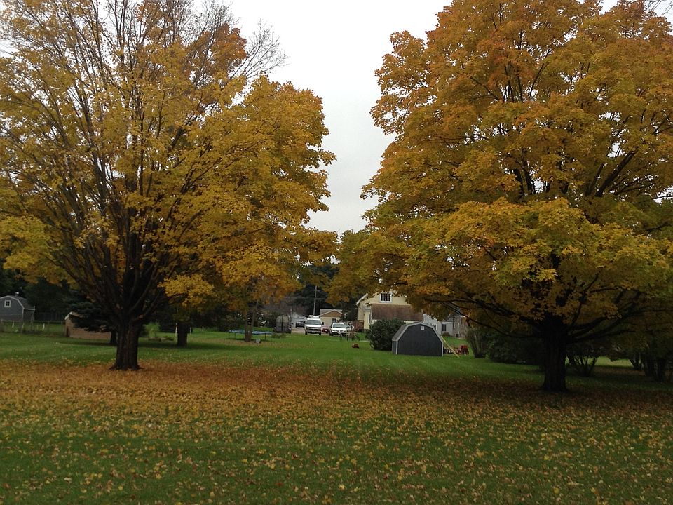 Backyard Maple trees 