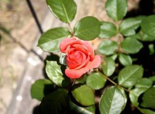 3715 Old Wood Rd, South Prince George, VA 23805