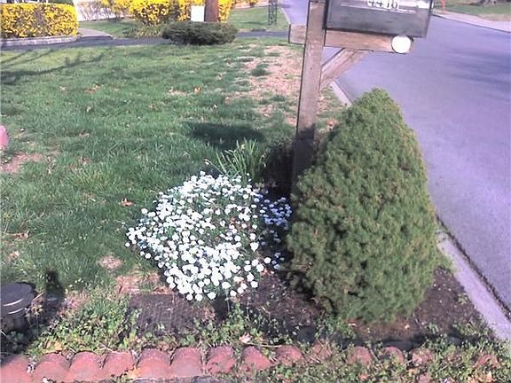 Nice lawn and neighboring properties
