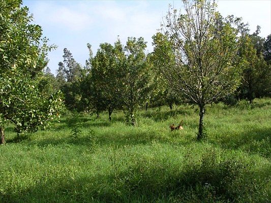 3rd image of Road 9 Koloa Maoli Lot 5570