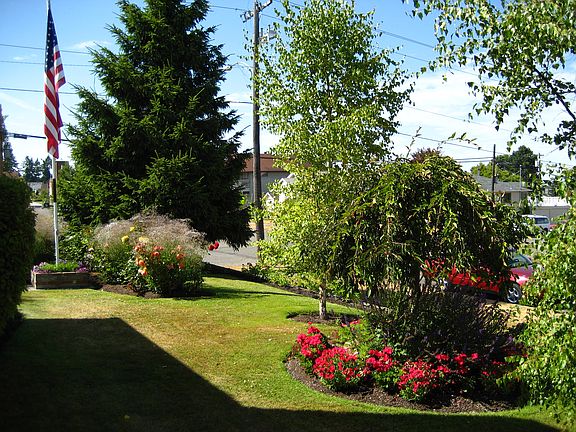 Yard in Summer