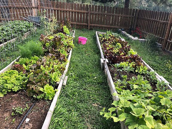 vegetable gardens 