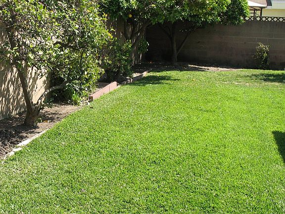 Large Yard With Fruit Trees