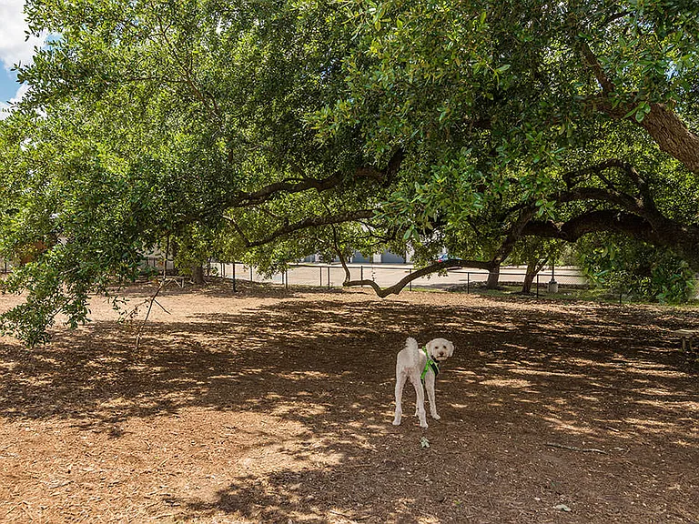 Paseo at Bee Cave — Photo 34