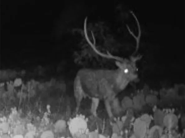 43 Cave Wells Rd, Fort Mc Kavett, TX 76841